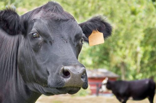 Gədəbəydə 46 min manatlıq inəklər oğurlandı