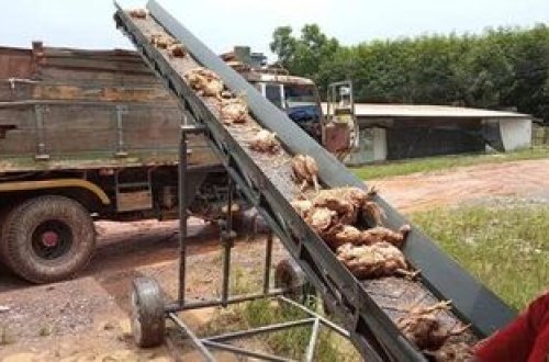 Taylandda daşqın fəlakətə səbəb oldu: 140 min toyuq tələf OLUB