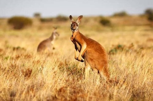 Avstraliyada bir kişi kenquru tərəfindən öldürülüb