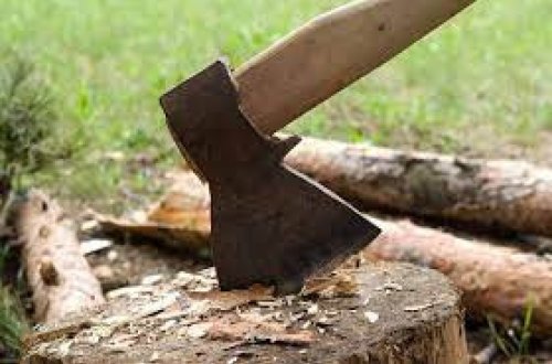 Binəqədidə 8 ağac qanunsuz kəsilib