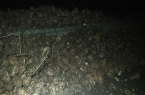 Goranboyda yük maşını aşdı, tonlarla çuğundur yola dağıldı