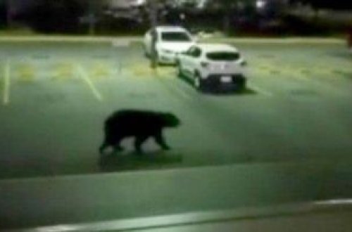 Meksikadakı universitet şəhərciyinə ayı daxil olub