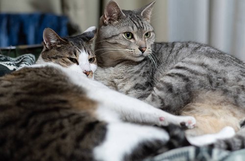 Bakıda qadının evdə saxladığı 70 pişik əlindən alındı