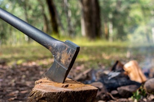 Lerikdə ağacların kəsilməsi nəticəsində təbiətə 30 min manata yaxın ziyan dəyib