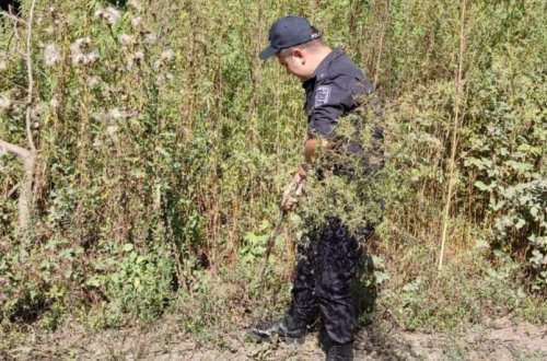 Zaqatalada 2,4 ton narkotik tərkibli bitki məhv edilib