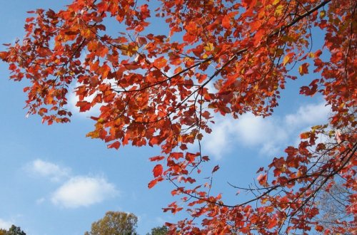 Payız fəslinin daxil olacağı vaxt açıqlanıb