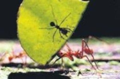 Elm adamları dünyada 20 katrilyon qarışqa olduğunu bildirib