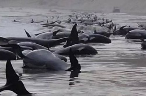 Tasmaniya sahillərində qapalı qalan 230 balina üçün xilasetmə işlərinə başlanılıb