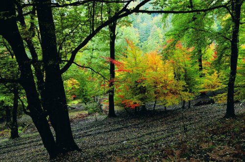 İlin sonunadək Cəbrayıl və Zəngilanda 100 hektar meşə-park salınacaq
