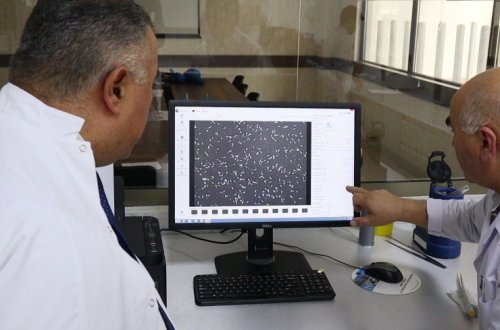 Azərbaycanda ilk dəfə iribuynuzlu heyvanlarda embrion transferi həyata keçiriləcək