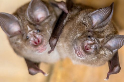 Daha ölümcül koronavirus növü tapıldı: Növbəti pandemiya başlaya bilər