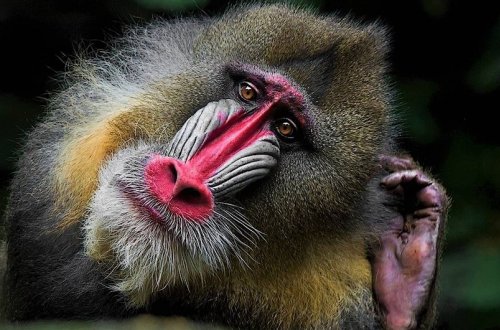 Bütün meymunları öldürən virus aşkarlanıb