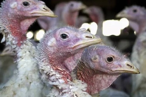 Avropada ən böyük quş qripi epidemiyası qeydə alınıb