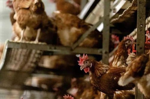 Ötən il Böyük Britaniya və Avropada 48 milyon quş məhv edilib