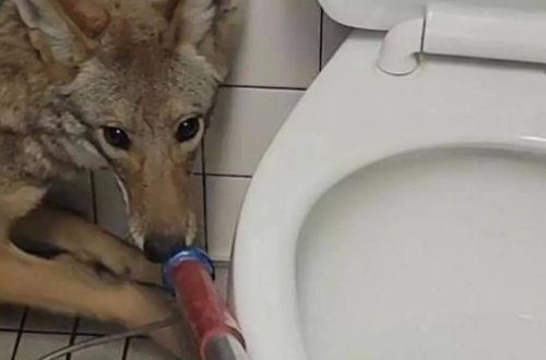 ABŞ-da məktəb tualetinə girən koyot təbiətə buraxılıb