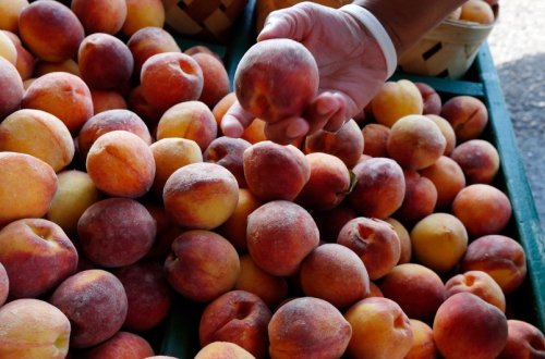 Azərbaycandan Rusiyaya göndərilmiş 7 tona yaxın nektarin məhv edilib