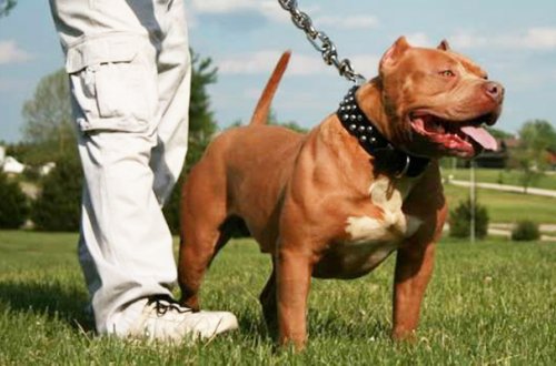 Azərbaycanda polisin üzərinə “pitbull” qısqırdan şəxslər həbs edildi