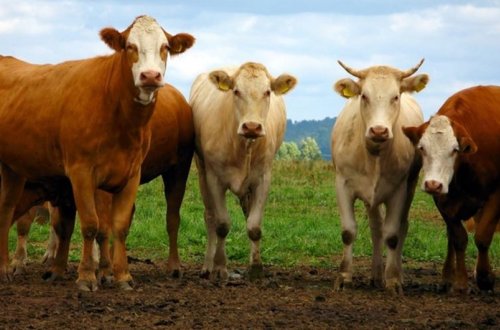 Salyanda fermadan 4 baş inək oğurlanıb