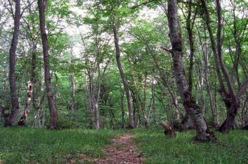 Yanğın olan ərazilərdə meşələrin bərpasına başlanılıb