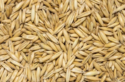 Azərbaycan daha bir ölkədən yulaf toxumu almağa başlayıb