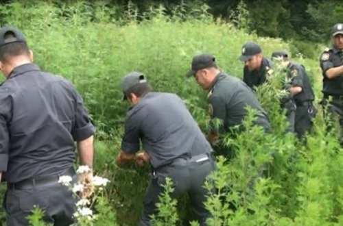 14,5 ton narkotik bitki məhv edildi - “Xaşxaş-2022” əməliyyatı