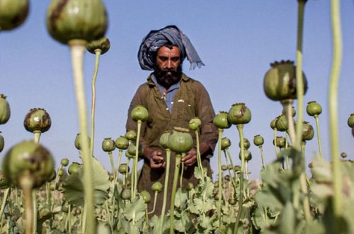 Əfqanıstandan narkotik ixracı iki dəfə artıb