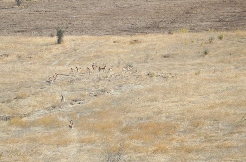 İlham Əliyev və Rəcəb Tayyib Ərdoğan Cəbrayıl rayonu ərazisinə 15 baş ceyran buraxıblar