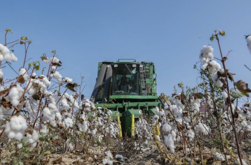 Tədarük məntəqələrinə 150 min tona yaxın pambıq təhvil verilib