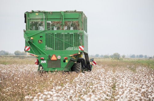 Ağcabədidə pambıq yığımı: Bugünədək tədarük məntəqələrinə 16 min tondan çox pambıq təhvil verilib