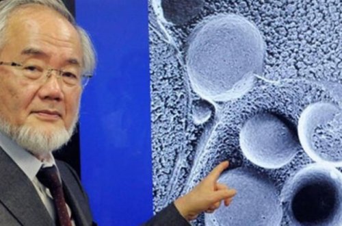 Oruc tutanlar bu xəstəliklərə tez qalib gəlirlər - Yapon alimi sübut etdi