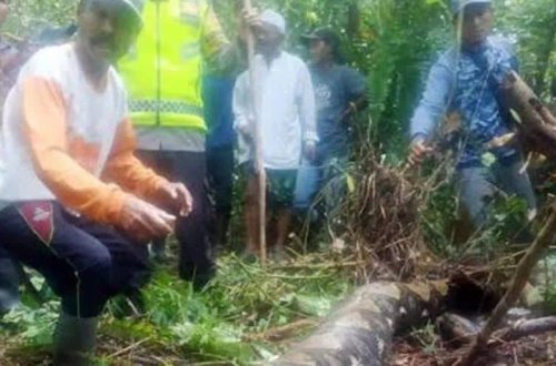 54 yaşlı qadın 6 metrlik pitonun mədəsindən çıxdı