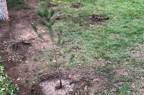 Sumqayıtda parkdakı ağacları bu idarə kəsibmiş - Foto