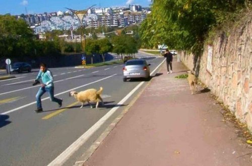 Qoyunlar sakinlərin üzərinə şığıdılar - VİDEO