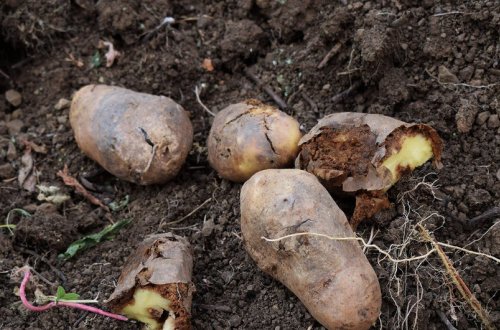 İdxal olunan məhsullarda zərərli orqanizmlərin aşkarlanması ilə əlaqədar ixracatçı ölkələrə 104 bildiriş göndərilib