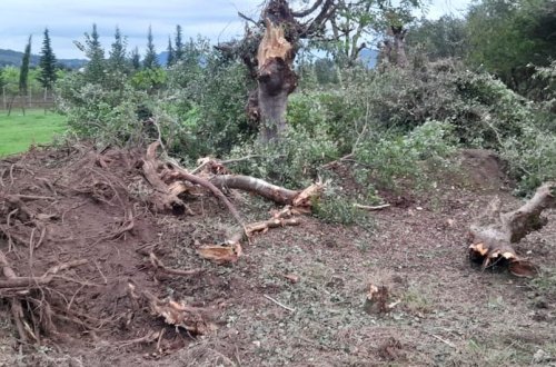 Astarada “Qırmızı Kitab”a düşən ağaclar kəsilib, təbiətə 102 min manatlıq ziyan dəyib
