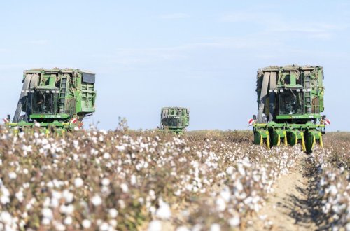 Azərbaycanın 16 rayonunda məhsul yığımı davam edir