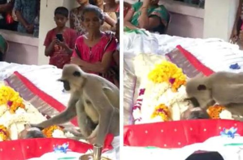 Meymunun ölən sahibi ilə vida görüntüləri hamını duyğulandırdı - VİDEO