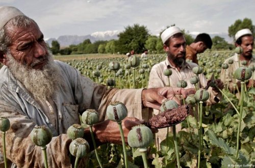 Əfqanıstanda tiryək istehsalı 32% artıb