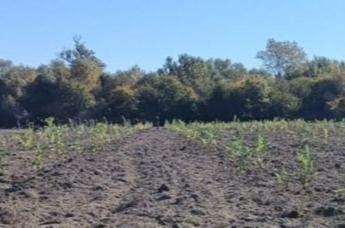 Son üç gündə meşə fondu torpaqlarında 60 mindən çox ağac əkilib