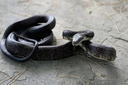 Uşaq ona hücum edən ilanı dişləyərək öldürüb