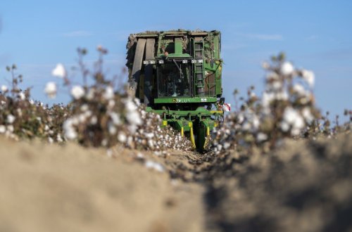 Pambıqçılıq-2022: Tədarük məntəqələrinə 221 min tondan çox məhsul təhvil verilib