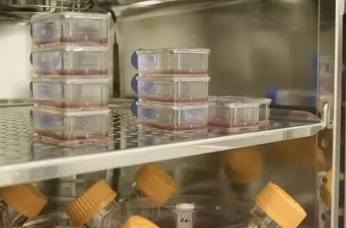 Laboratoriyada istehsal olunan qan ilk dəfə insanlara köçürüldü