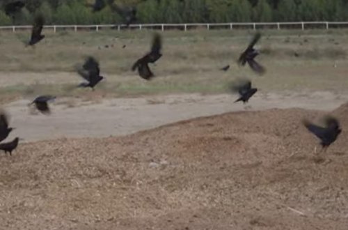 Yarış atlarının oylağı qarğaların məskəninə çevrilib - VİDEO