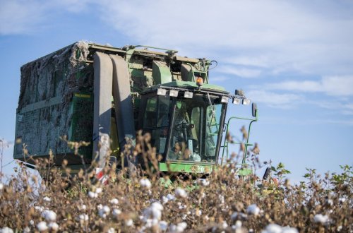 Tədarük məntəqələrinə 240 min tondan çox pambıq təhvil verilib