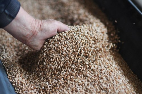 Rusiyadan Azərbaycana, Özbəkistana və Gürcüstana ixrac edilən taxıl məhsullarının həcmi açıqlanıb