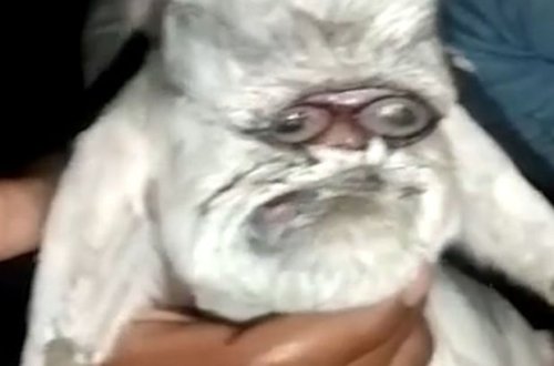 Hindistanda insanabənzər və “eynəkli” keçi doğulub – FOTO