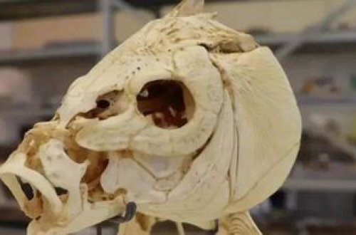 İnsanların yemək bişirməyə 780.000 il əvvəl başladığı bəlli olub