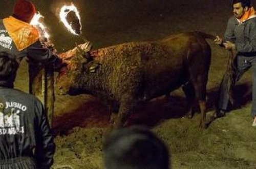 İspaniyada öküz festivalının qadağan edilməsi ilə bağlı iddia qaldırılıb