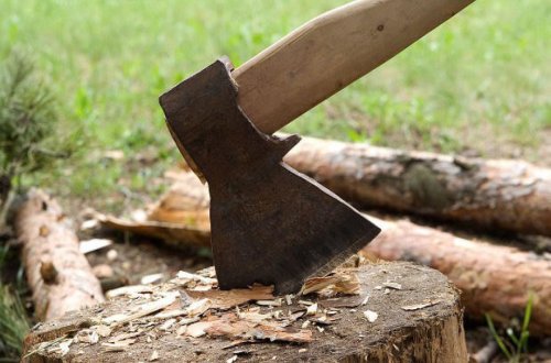 Ağacların qanunsuz kəsilməsi ilə bağlı Prokurorluğa müraciət olunub