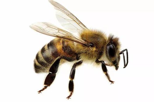 ABŞ alimləri arıların ömrünün qısaldığını bildirib